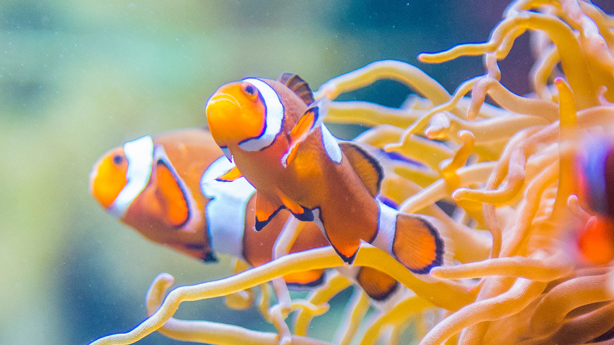 Vancouver Aquarium Vancouver Attractions